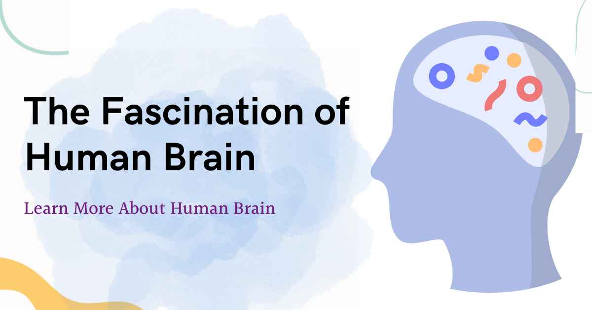 The facination of Human Brain